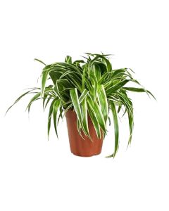 Chlorophytum- Ribbon Plant