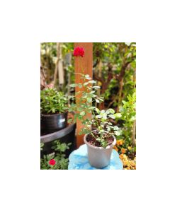 Rose Plant
