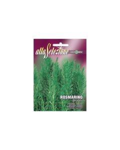 Rosemary Officinalis
