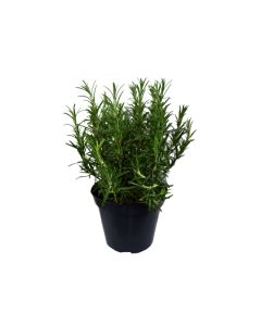Rosemary (Rosmarinus Officinalis) Indoor