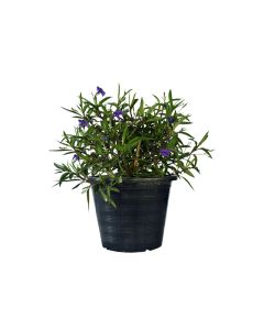 Ruellia Ciliosa - Outdoor