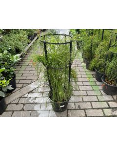 Russelia Equistiformis (Coral Plant)
