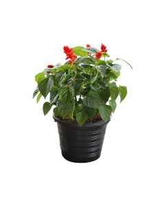 Salvia Mix - Plant in Medium Pot