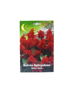 BL Salvia Splendens Flower Seeds