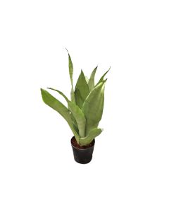 Sansevieria Trifasciata Moonshine
