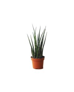 Sansevieria Mix