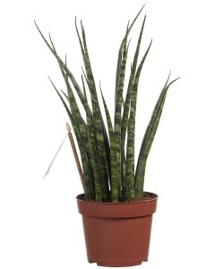 Sansevieria Fernwood Mikado
