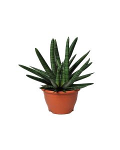Sansevieria Cylindrica Handshake