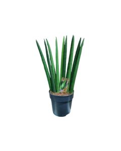Sansevieria Mix Cylindrica  H45-50cm