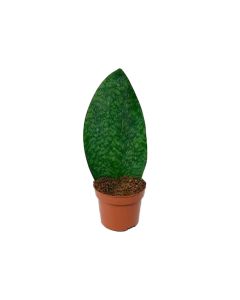 Sansevieria Grandis - Whale Fin Indoor