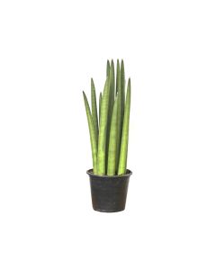 Sansevieria Cylindrica