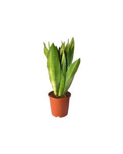 Sansevieria Moonshine