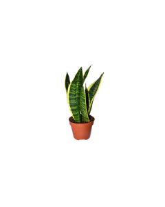 Sansevieria Laurentii Dwarf