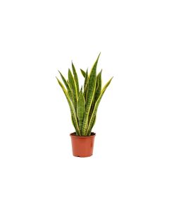 Sansevieria Variegated "Snake Plant" Natural Air Purifier