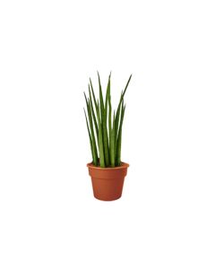 Sansevieria Cylindrica - Indoor