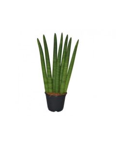 Sansevieria Cylindrica