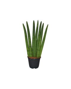 Sansevieria Cylindrica Straight