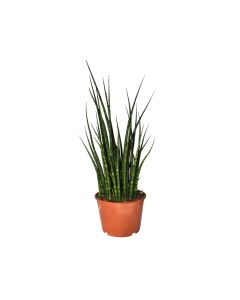 Fernwood Sansevieria - Indoor Air Purifier