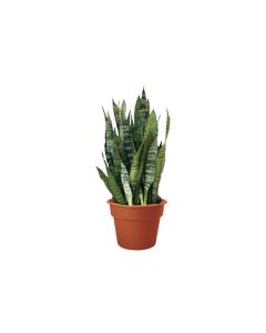 Sansevieria Green