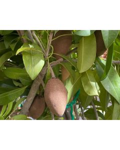 Sapota- Manilkara