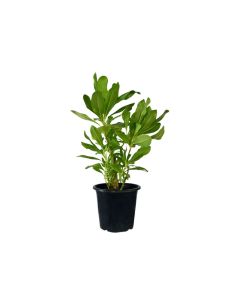 Scaevola Frutescens
