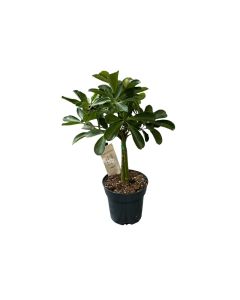 Schefflera Actinophylla Amate