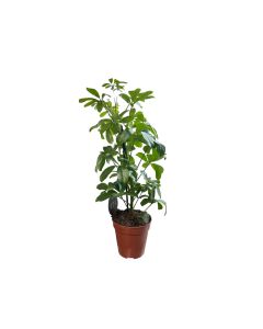 Schefflera