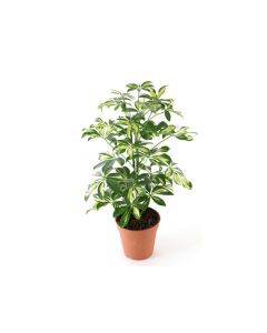 Schefflera
