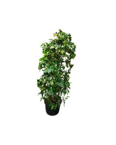 Schefflera arboricola 'Compacta'