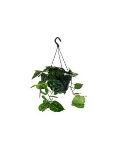 Scindapsus Pictus Silver Pothos Hanging Plant
