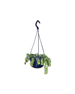 Sedum Morganianum - Hanging Plant