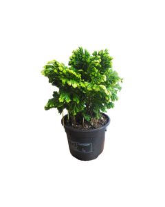 Selaginella (spike moss)