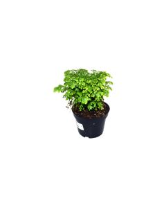 Selaginella jori