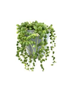 Senecio Rowleyanus - String of Pearls Hanging