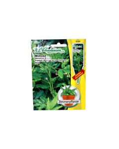 Mimose "Sensitive Plant" seeds