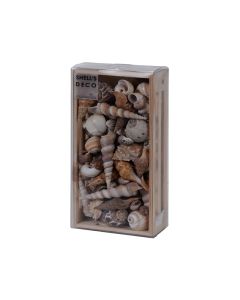 Shells Deco in Crate