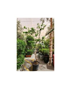 Citrus Sinensis (Abu Sura)