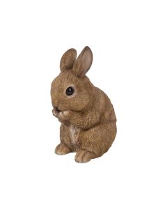Sitting Baby Rabbit
