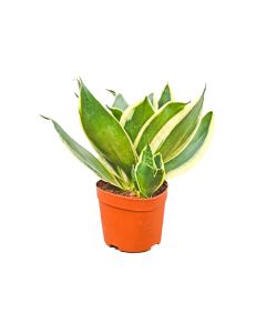 Small Sansevieria (Dwarf) Snake Plant