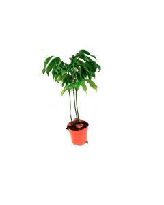 Small Castanospermum Australe Plant
