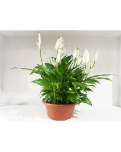 Spathiphyllum Bellini