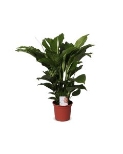 Spathiphyllum  ''Peace Lily''