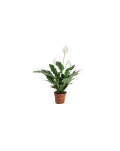 Spathiphyllum  ''Peace Lily''
