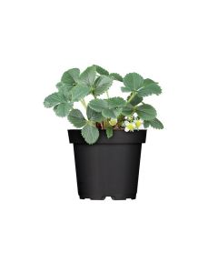 Strawberry Plant