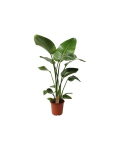 Strelitzia Reginae (Birds of Paradise) Banana Leaf-like Plant