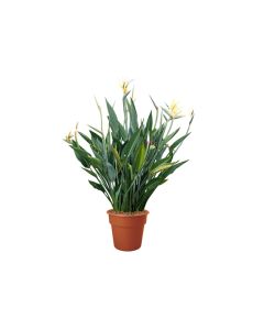 Strelitzia Reginae