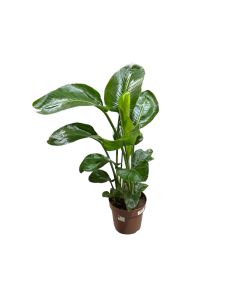 Strelitzia Nicolai