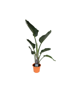 Strelitzia Nicolai Plant