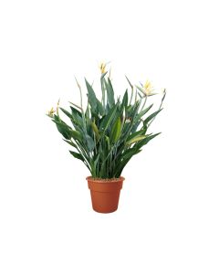 Strelitzia Reginae - Tall Indoor Plant