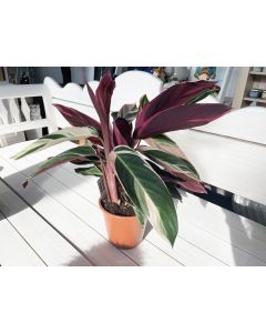 Stromanthe Sanguinea